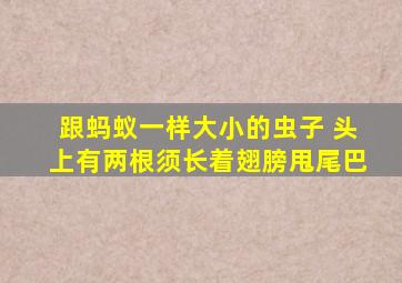 跟蚂蚁一样大小的虫子 头上有两根须长着翅膀甩尾巴